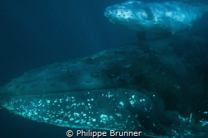 Baby whale just born. by Philippe Brunner 